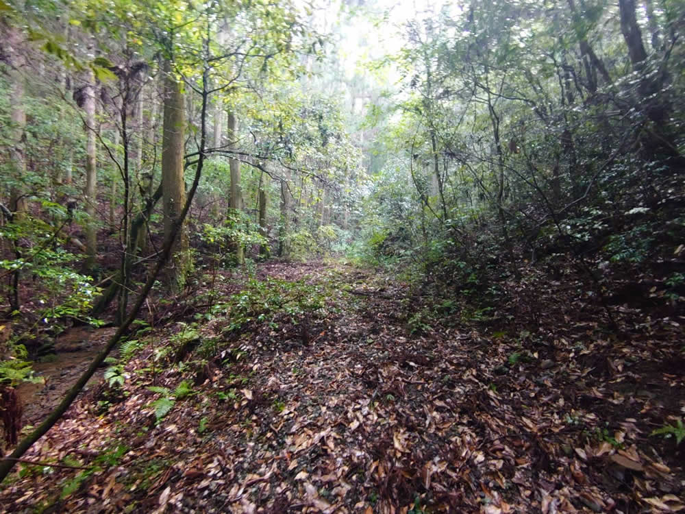 黒川山林