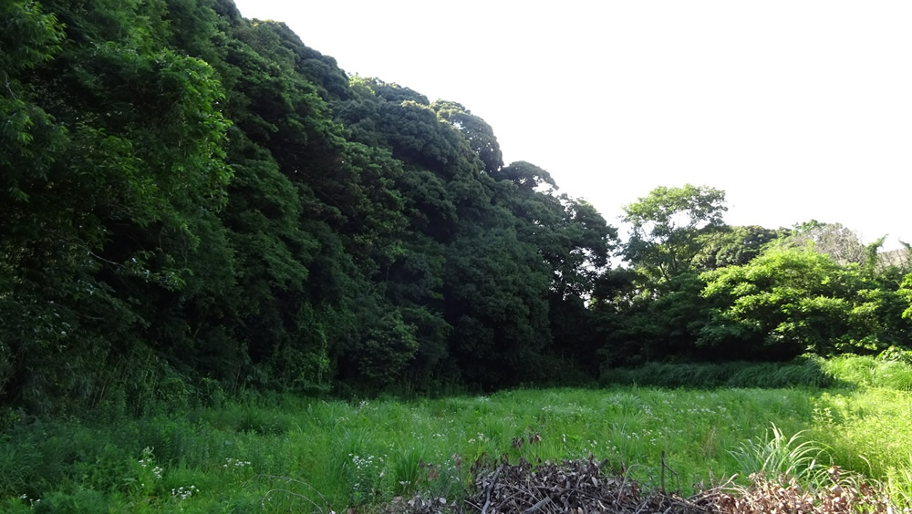 黒川山林
