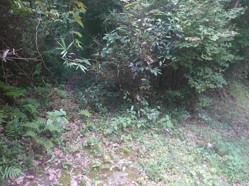 黒川山林