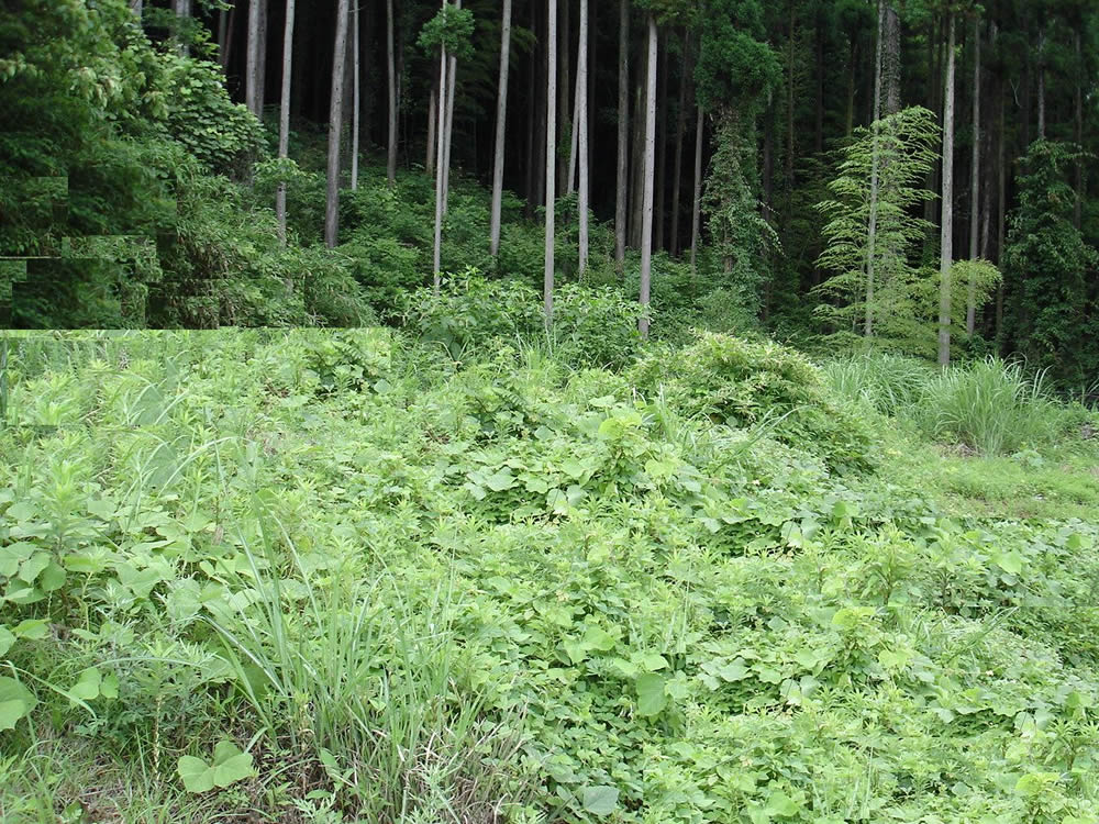 宮野山林