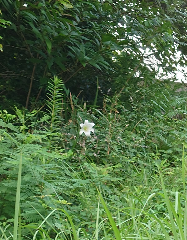 宮野山林